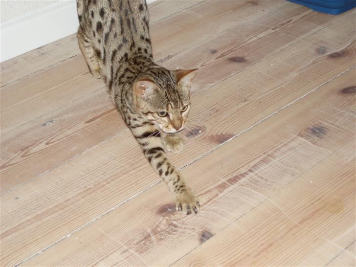 Bengal Cleo - jeg er en farlig lille tiger! billede 4