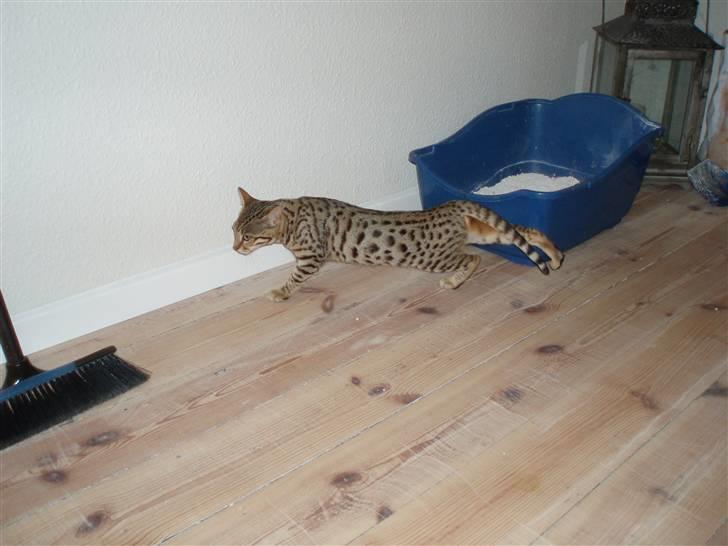 Bengal Cleo billede 5