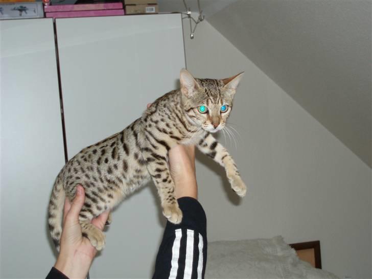 Bengal Cleo - wow sikke en kat billede 7