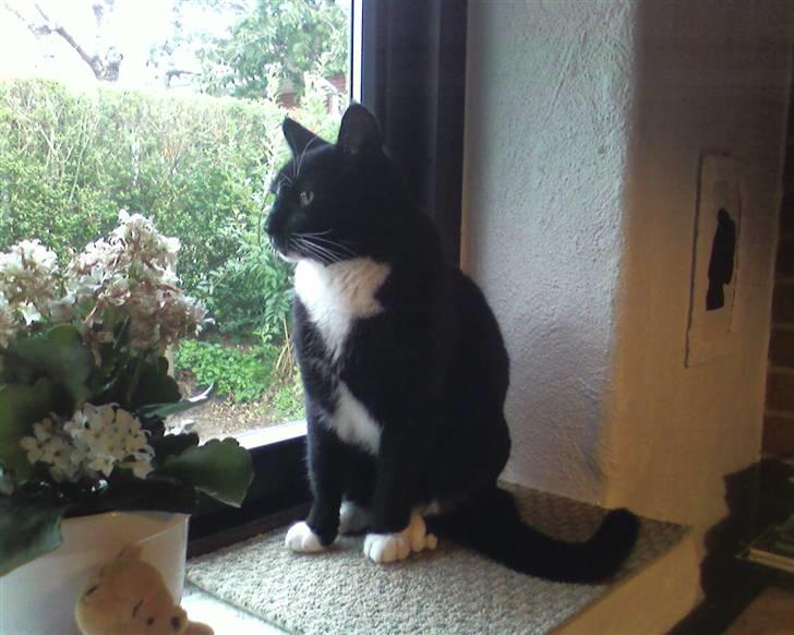 Huskat Mis billede 4