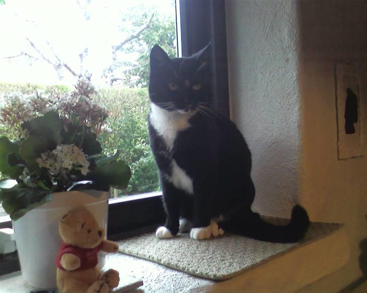 Huskat Mis billede 5