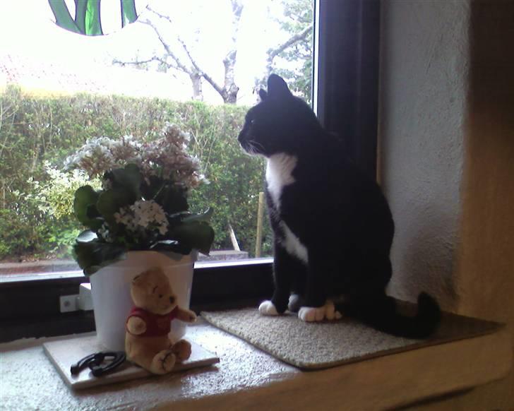 Huskat Mis billede 6