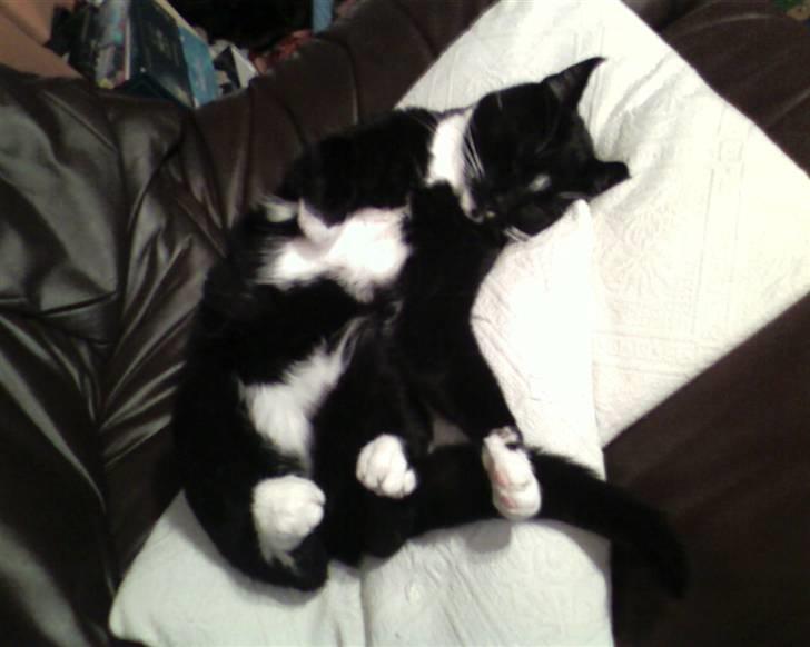 Huskat Mis billede 7