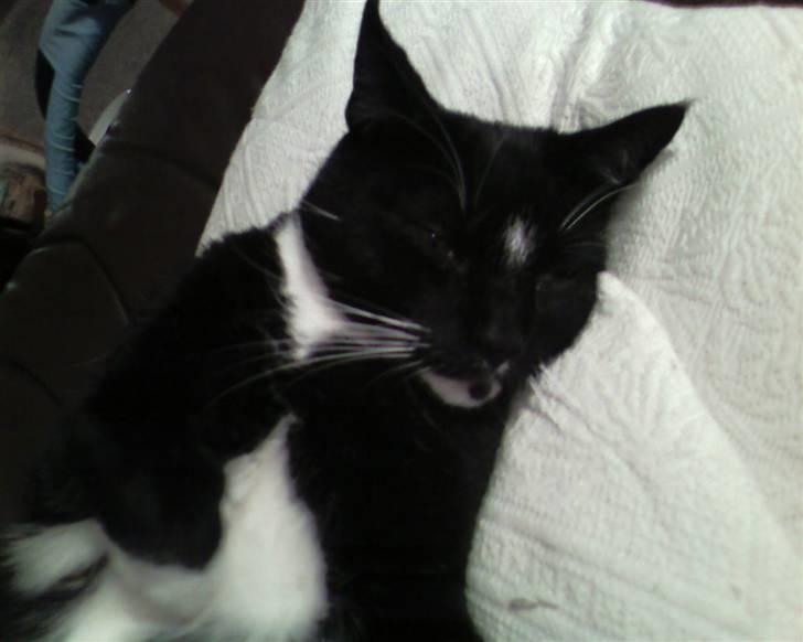 Huskat Mis billede 8