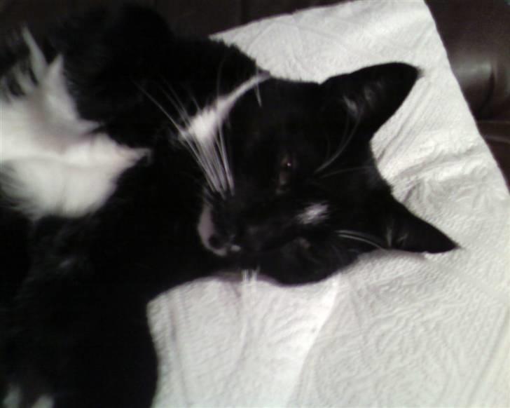 Huskat Mis billede 9