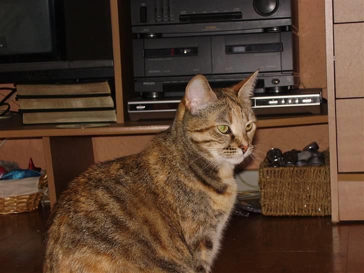 Blanding af racer Pjevs - Er jeg ikke flot i profil??? billede 12