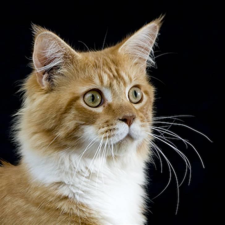 Maine Coon Frode billede 13