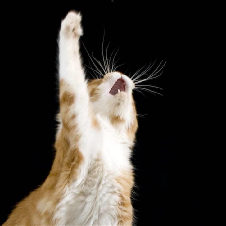 Maine Coon Frode billede 14