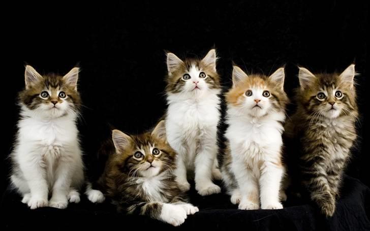 Maine Coon Ares billede 8