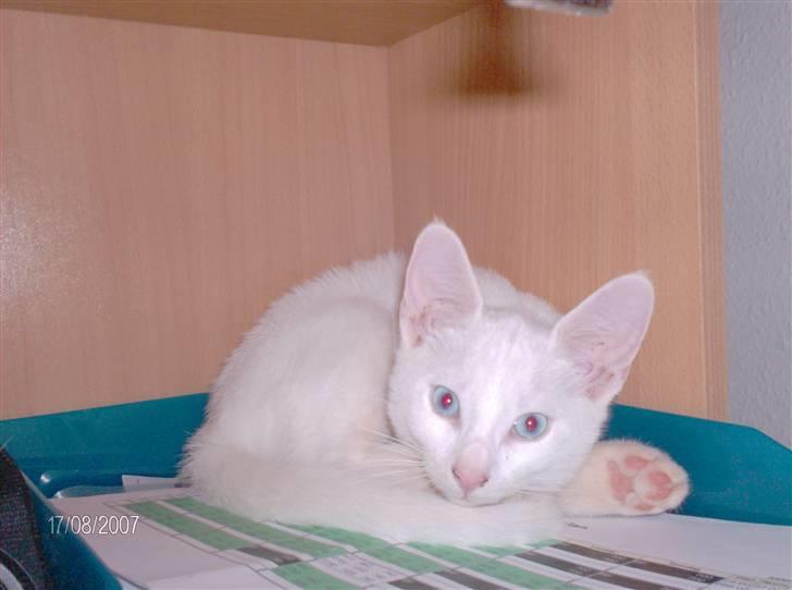 Huskat Nala R.I.P billede 2