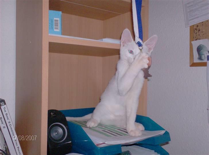 Huskat Nala R.I.P billede 3