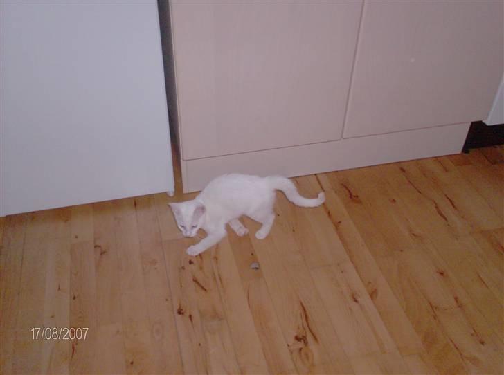 Huskat Nala R.I.P - Nala leger med et hul vi har i vores køkken gulv. Men desværre løb hun da jeg tog billedet :( billede 4