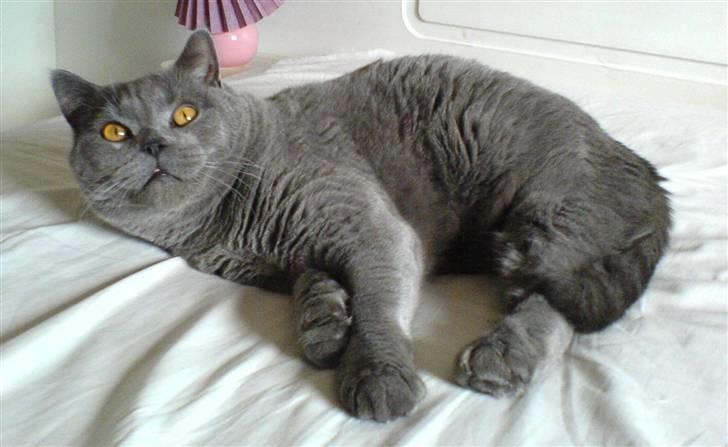 British Shorthair Alberto - Godmorgen (: billede 10