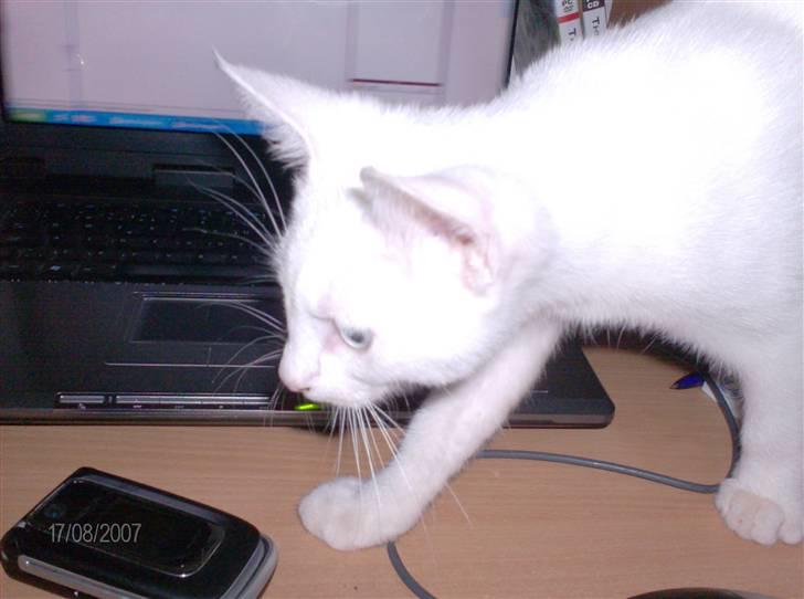 Huskat Nala R.I.P - hvad er dog det??? lad mig hellere lige se efter billede 5