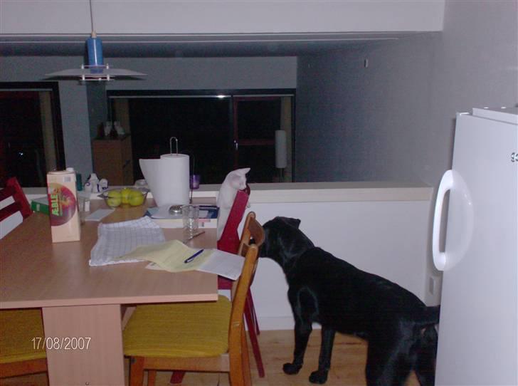 Huskat Nala R.I.P - Nala og Tyson leger i køkkenet. De er bare så gode venner lige meget om der er en stol i vejen eller ej billede 6