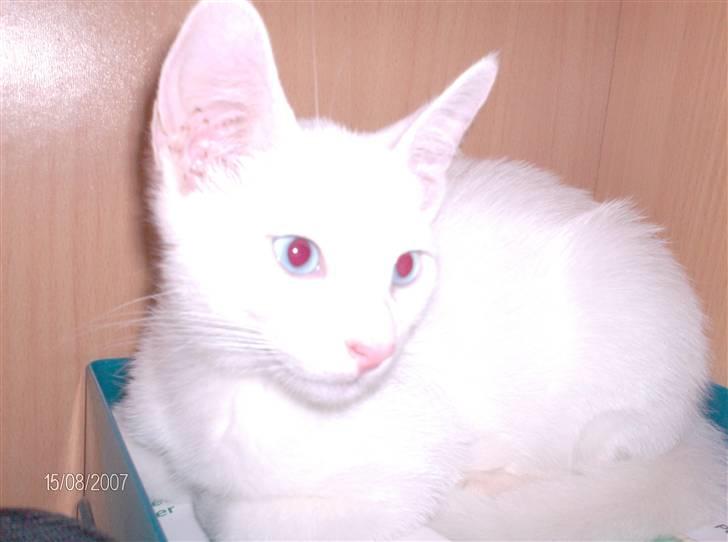 Huskat Nala R.I.P billede 7