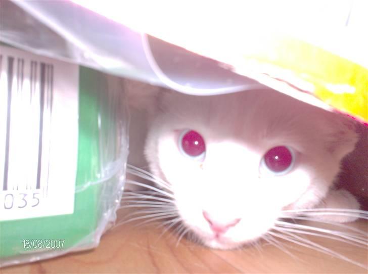 Huskat Nala R.I.P - bøøøh billede 8