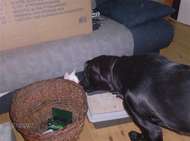 Huskat Nala R.I.P - kom Nala her bag ved kan de ikke se at vi kysser ggg billede 9