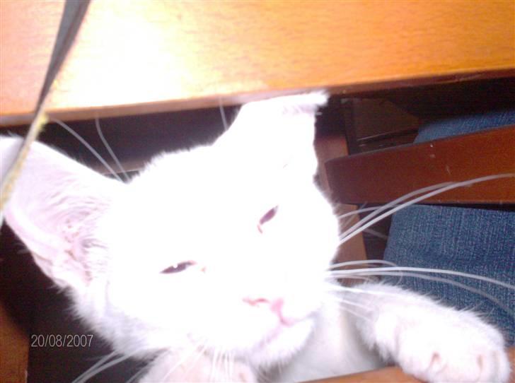 Huskat Nala R.I.P - hey vil du ikke lige hjælpe mig op i stedet for at tage billeder! billede 10