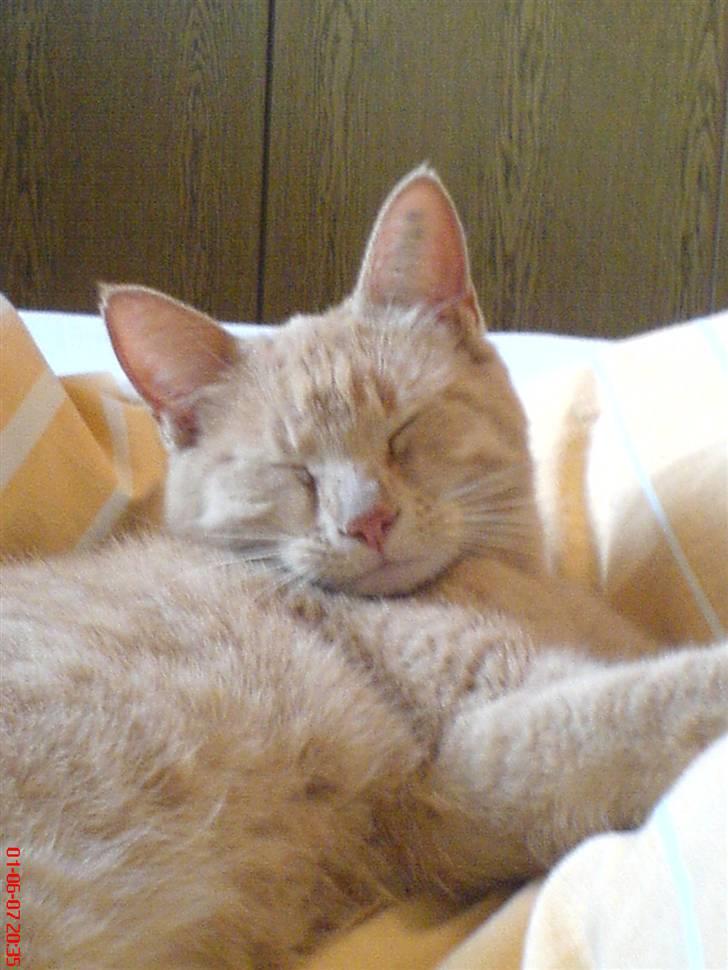 Blanding af racer Misse billede 8