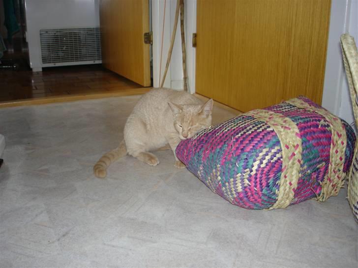 Blanding af racer Misse billede 9