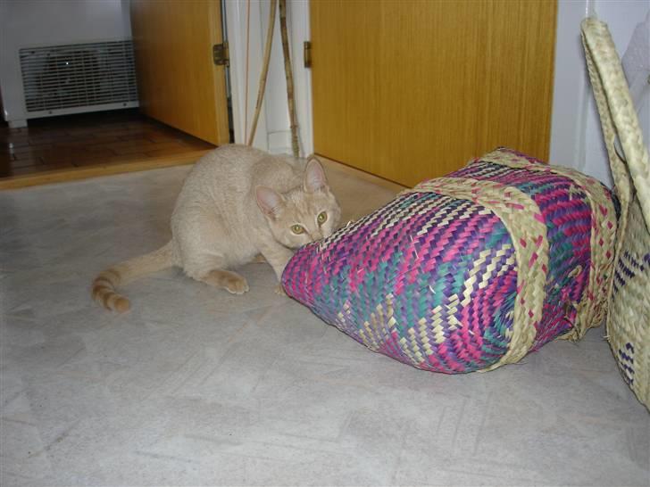 Blanding af racer Misse - Hov - det måtte jeg vist ikke! billede 10