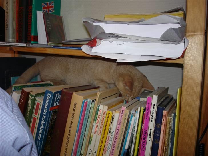 Blanding af racer Misse - Misse på opdagelse i bogreolen.. billede 11