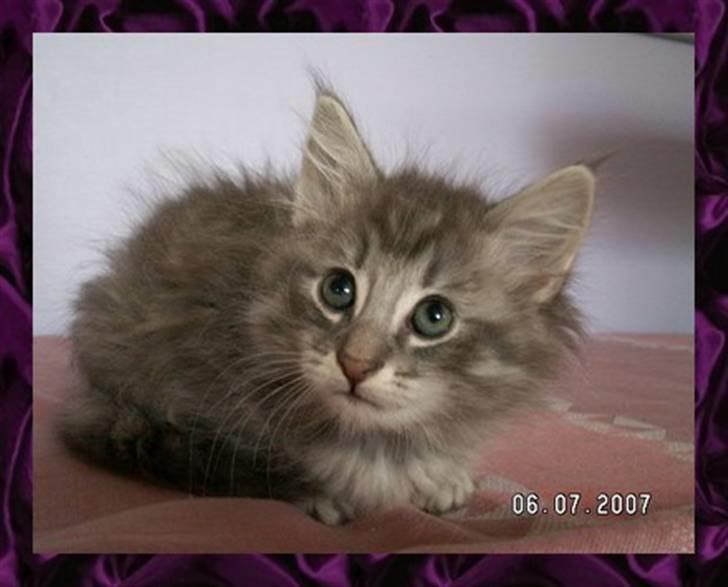 Norsk Skovkat Johnny billede 1