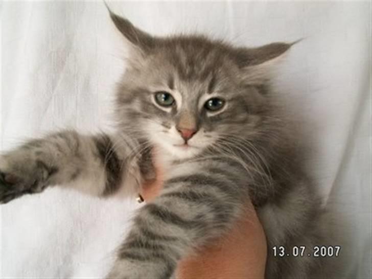 Norsk Skovkat Johnny billede 2