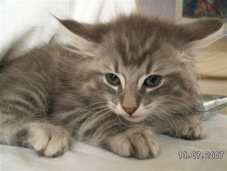 Norsk Skovkat Johnny billede 3