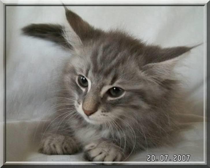 Norsk Skovkat Johnny billede 4