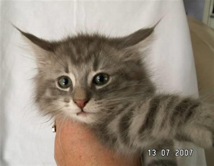 Norsk Skovkat Johnny billede 5