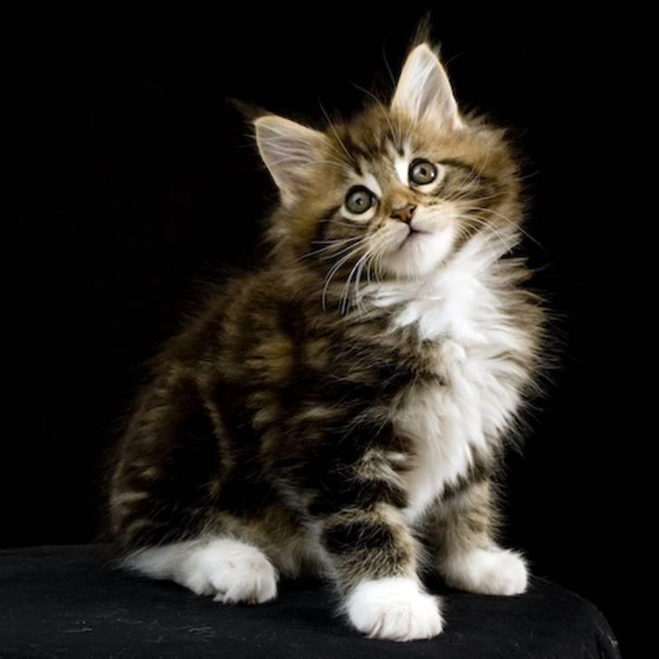 Maine Coon Ares billede 9