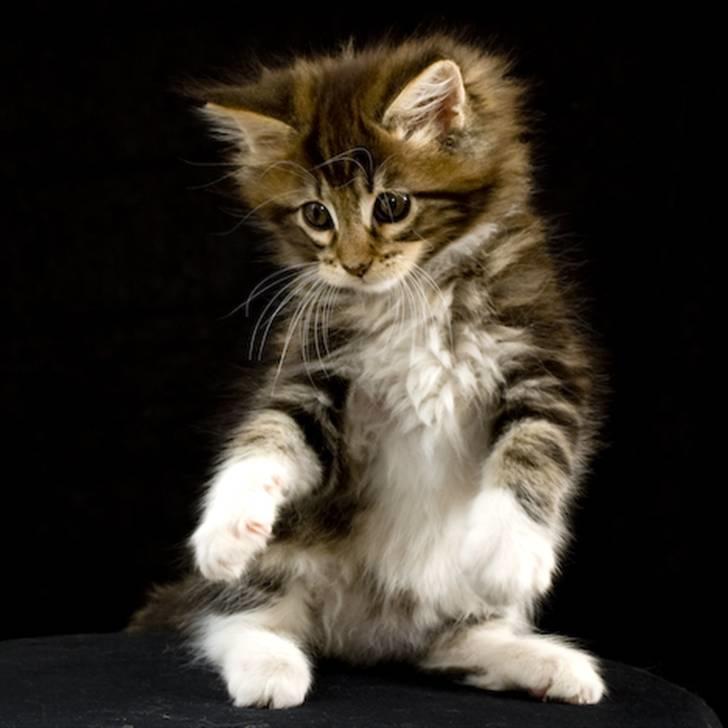 Maine Coon Ares billede 10