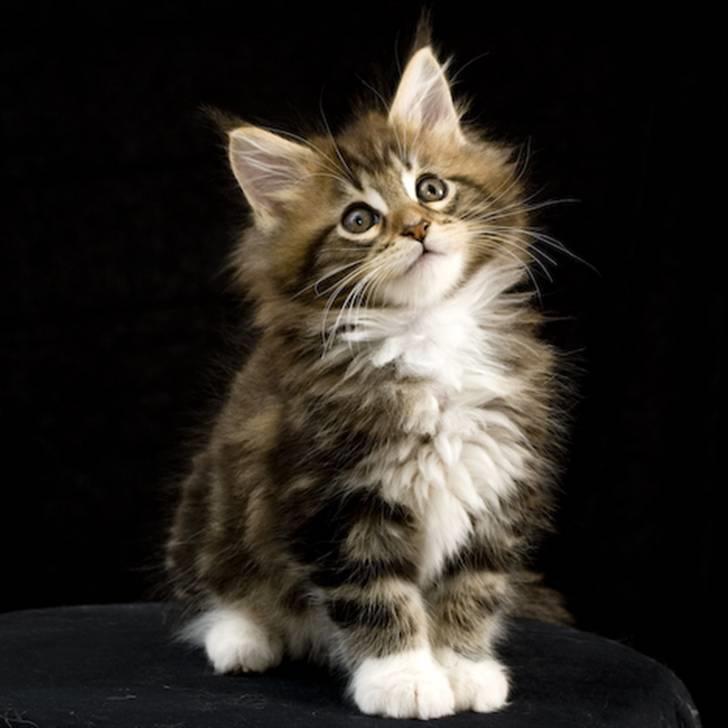 Maine Coon Ares billede 11