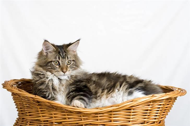 Maine Coon Ares billede 12