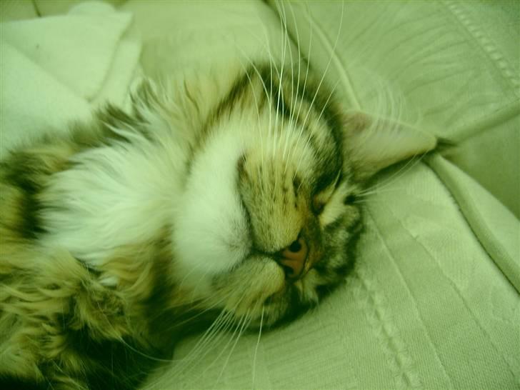 Norsk Skovkat Rofus - Er han ik herlig? :) billede 8