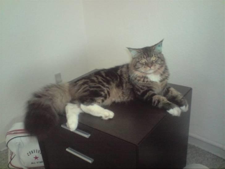 Norsk Skovkat Rofus - Så flot han er !!  billede 9