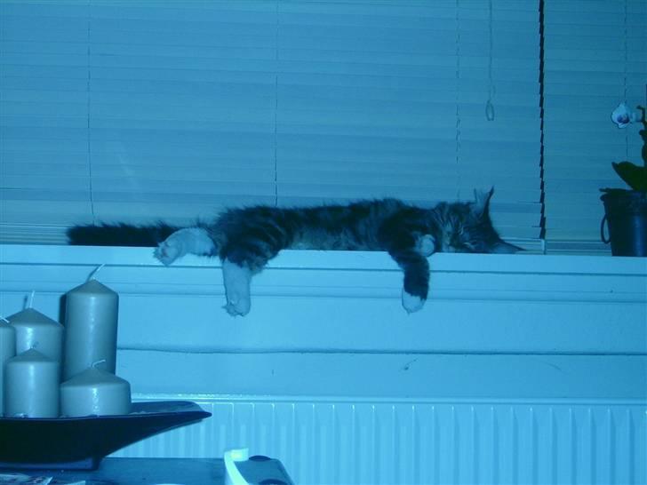 Norsk Skovkat Rofus - Der er nu ikke noget bedre end at ligge i vinduet.. :) billede 10