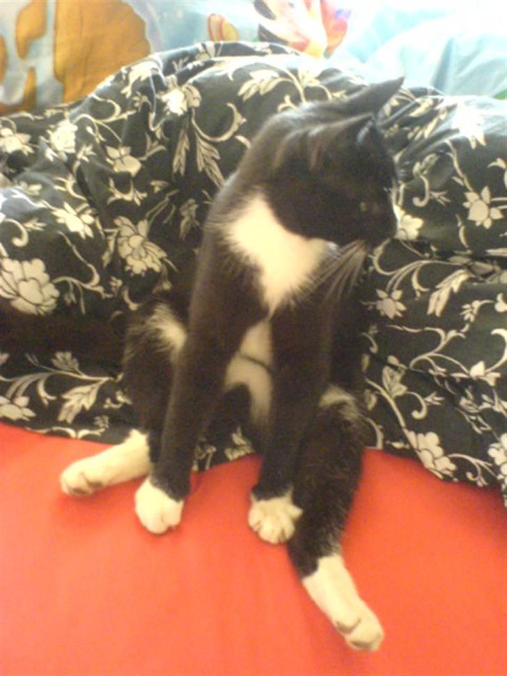 Huskat Tom billede 1