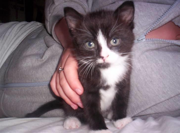 Huskat Tom billede 2