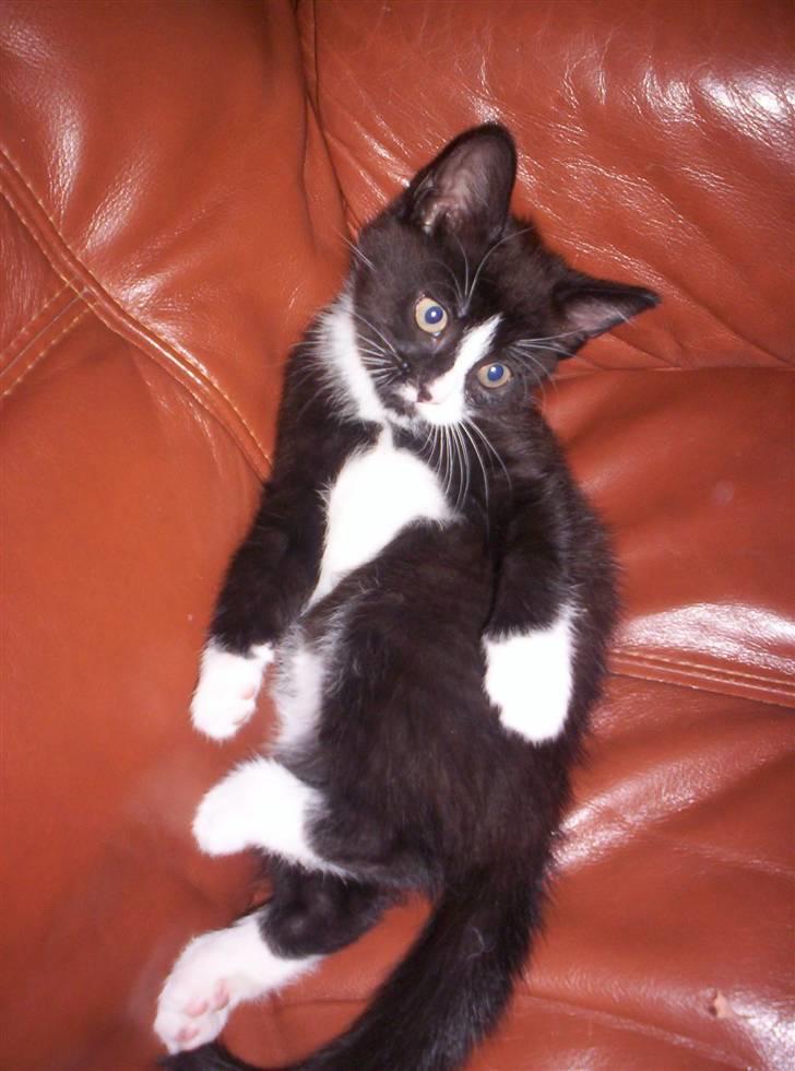 Huskat Tom billede 3