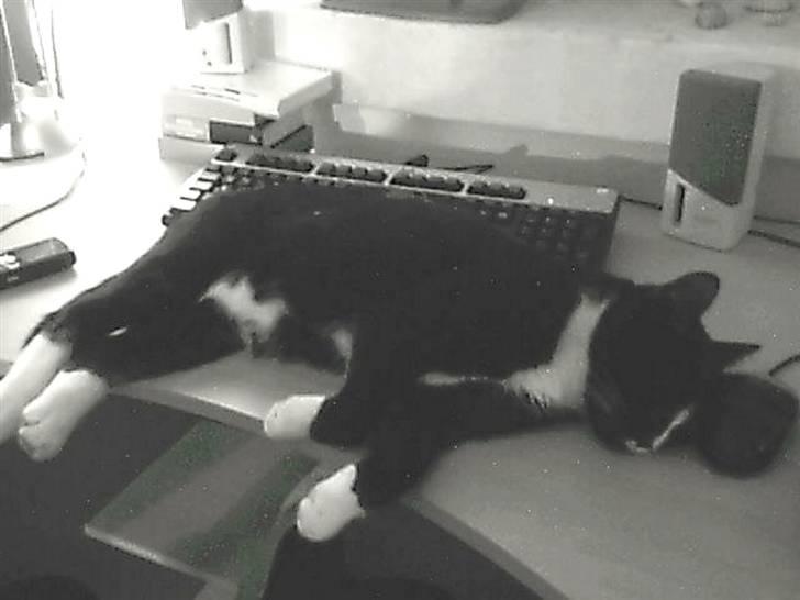 Huskat Tom billede 4