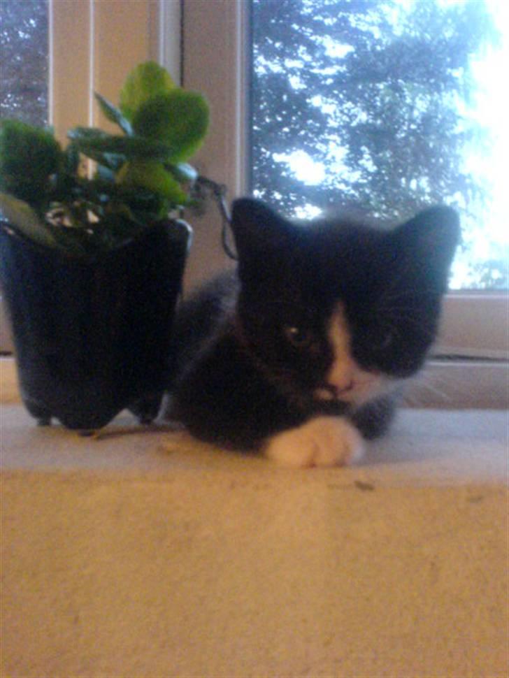 Huskat Tom billede 5