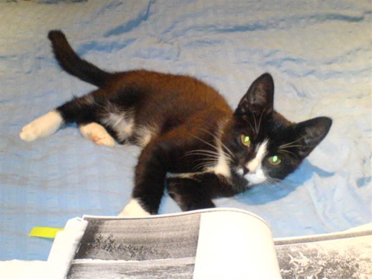 Huskat Tom billede 6