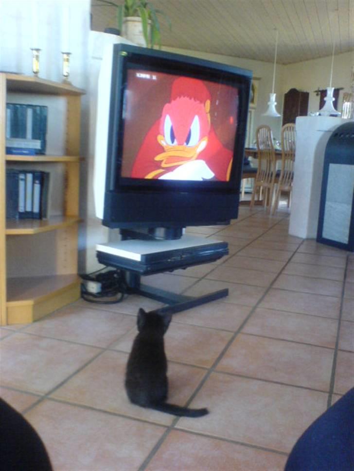 Huskat Tom billede 7