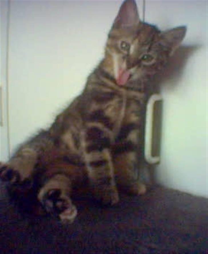 Huskat Tulle billede 1