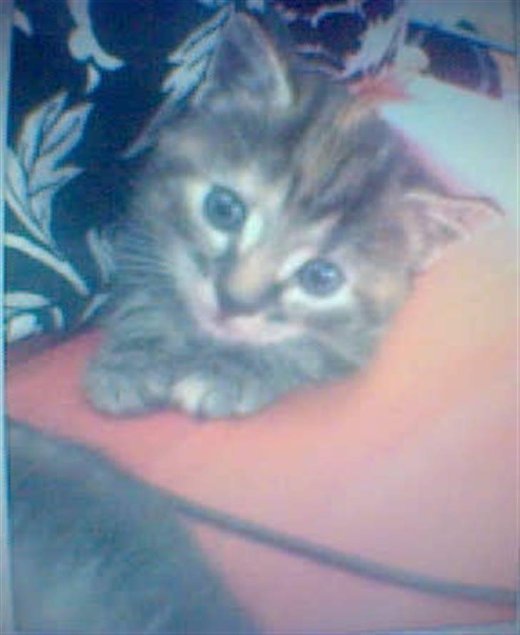 Huskat Tulle billede 2