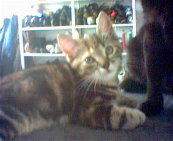 Huskat Tulle billede 3