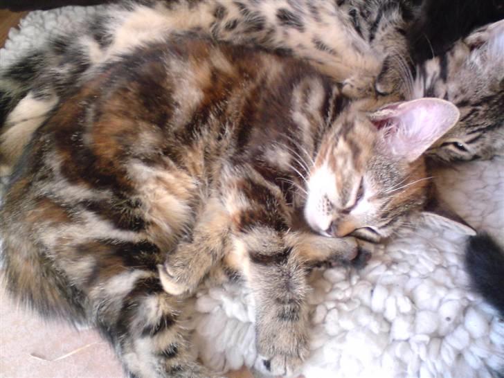 Huskat Tulle billede 4